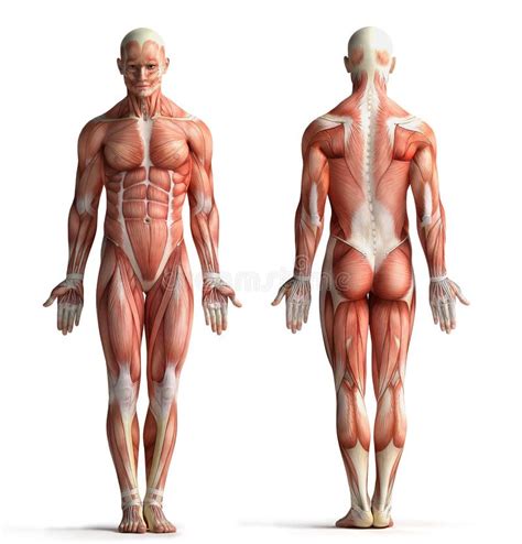 Male anatomy view stock illustration. Illustration of muscular - 35856872