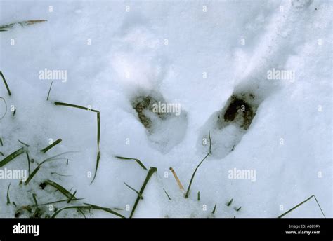 roe deer (Capreolus capreolus), tracks in snow Stock Photo - Alamy