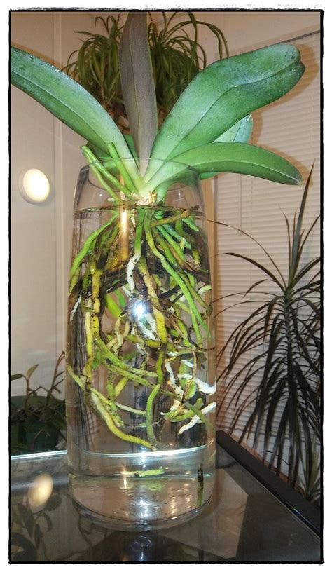 Orchids in water | Orchids in water, Indoor orchids, Growing orchids