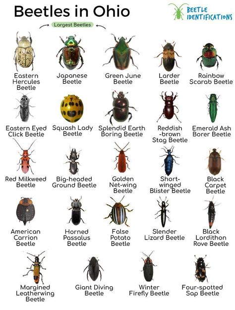 Types of Beetles in Ohio with Pictures