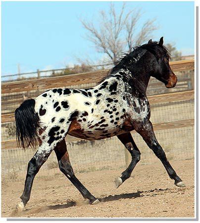 Tiger Horse Breed Dittowownov2012 | Horses, Rare horses, Horse breeds