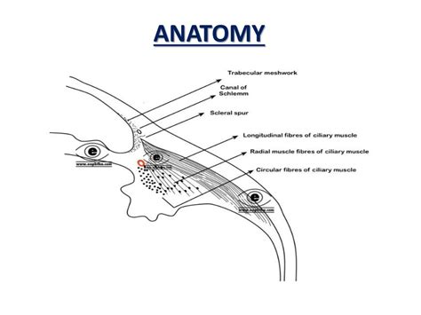 Angle recession glaucoma