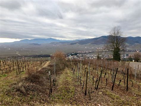 Highlights Along the Alsace Wine Route | marjorierwilliams.com