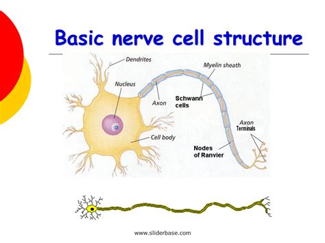 Nervous system - Presentation Health and Disease