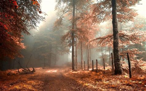 Autumn Forest Aesthetic Desktop Wallpapers - Wallpaper Cave