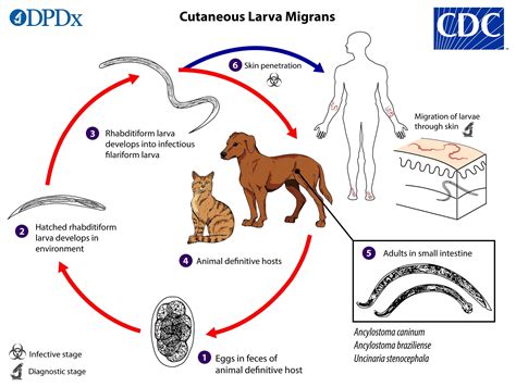 How Long Can Dogs Live With Hookworms