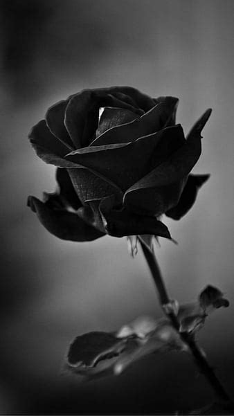 734 Wallpaper Hd Black Flower Pics - MyWeb