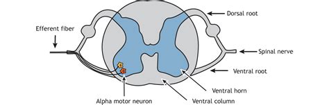 9.2: Synaptic Control of Movement- Neuromuscular Junction and Motor ...