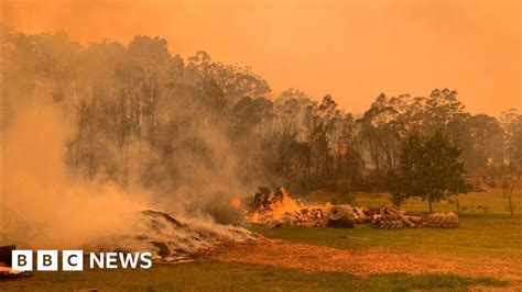 Australia fires: Mogo Zoo animals saved by staff efforts - BBC News