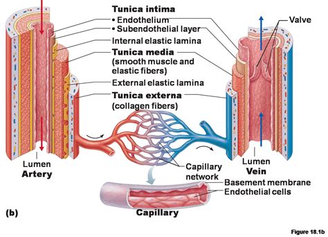 Label The Artery And Vein Structure