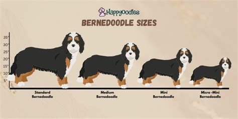 Bernedoodle Size: Standard, Medium, Mini and Micro Mini - Happy Oodles