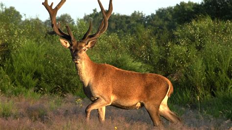 Wild France | Full Episode | Nature | PBS