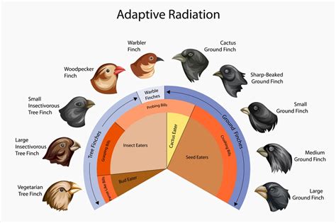 Divergent Evolution | Definition, Types & Examples