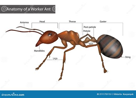 External Anatomy Of A Worker Ant. Body Structure Cartoon Vector ...