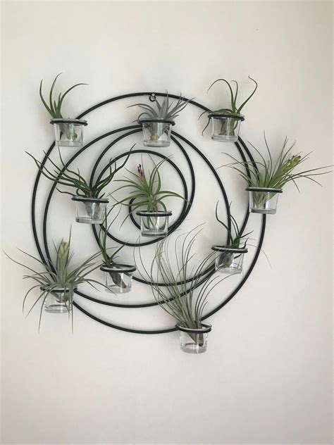 Blooming Air Plants | Blooming Tillandsia | Air Plant Design Studio