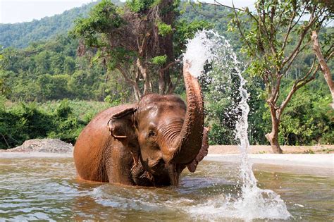 Pattaya Elephant Sanctuary | Thailand | Photo Gallery