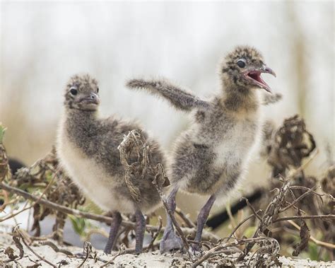 Laughing Gull Chicks Photograph by Paula Porterfield-Izzo