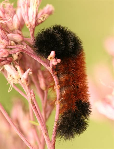 How to Keep a Black & Brown Fuzzy Caterpillar | Animals - mom.me