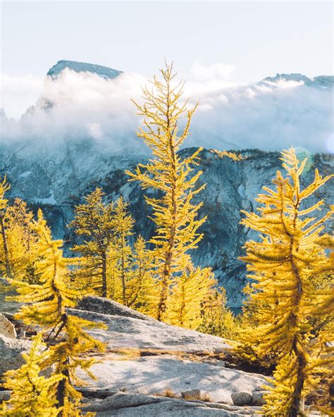 Golden fall larches collecting first light below Prusik Peak in The ...