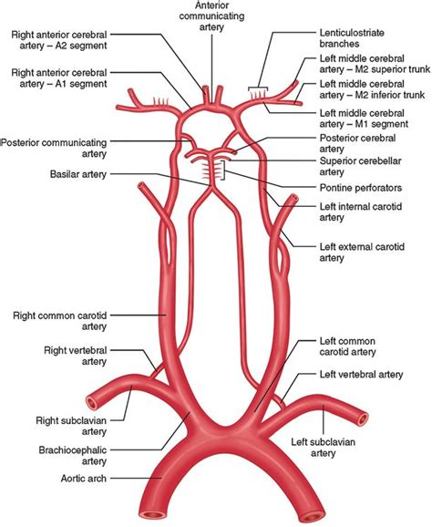 Vascular Neuroanatomy | Basic anatomy and physiology, Medical anatomy ...