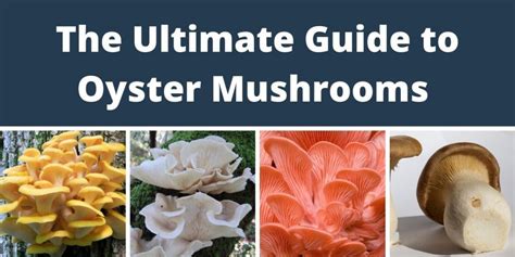 The Ultimate Guide to all Types of Oyster Mushrooms & their Benefits