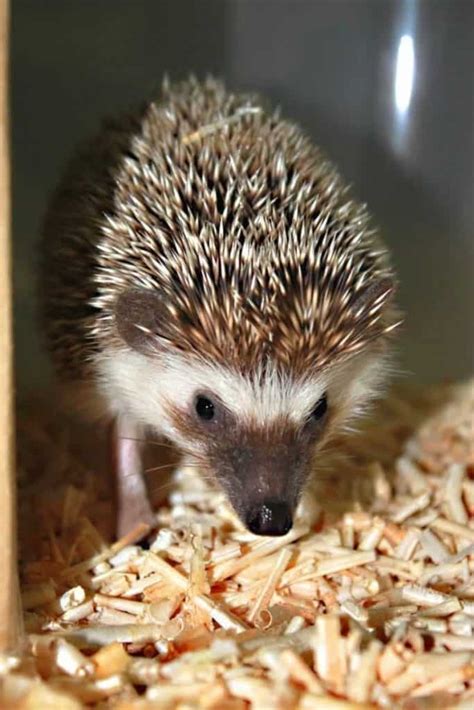 What do you feed a pygmy hedgehog? | African Pygmy Hedgehogs