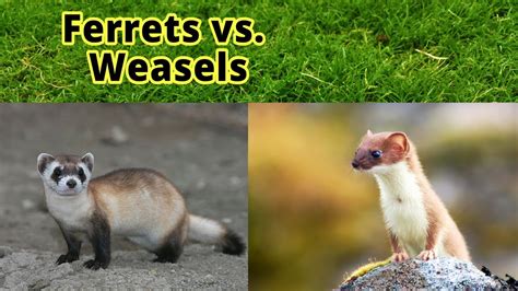 Weasel Vs Stoat