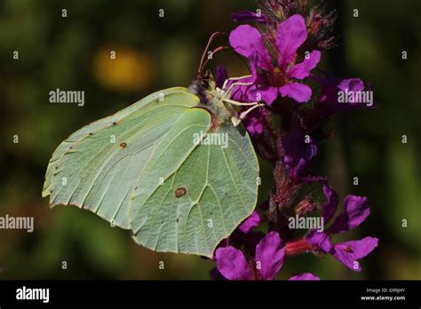 Female Brimstone Butterfly Stock Photo - Alamy