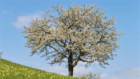 Sour Cherry (Prunus cerasus) - British Trees - Woodland Trust