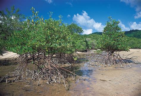 Mangrove | Definition, Types, Importance, Uses, & Facts | Britannica