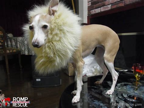 38 Italian Greyhound Halloween Costumes -ROMP Italian Greyhound ...