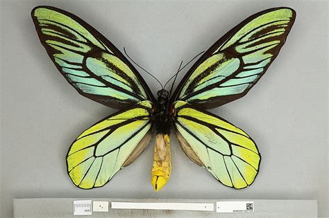 Queen Alexandra's Birdwing: Essential Facts Uncovered - What's That Bug?