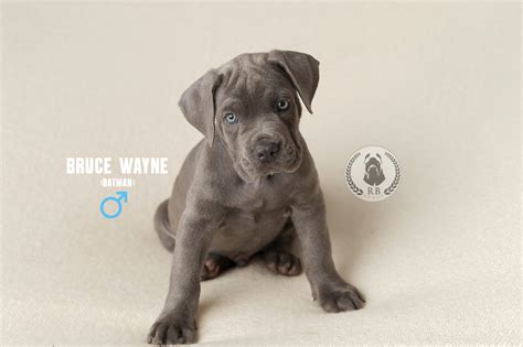 Bruce Wayne - Royal Blue Cane Corso