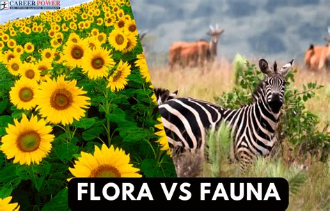 Difference Between Flora and Fauna