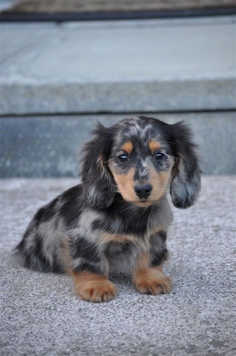 69+ Long Hair Dapple Dachshund For Sale Photo - Bleumoonproductions