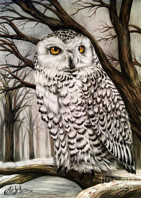 Snowy Owl Drawing by Art By Three Sarah Rebekah Rachel White - Pixels