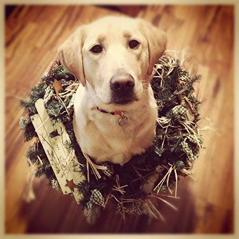 Dog in a wreath -- cute dog Christmas card photo | Dog christmas photos ...