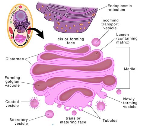 7 Important Functions of Golgi Apparatus- Class 9 - CBSE Class Notes ...