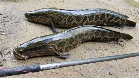 Maryland Biodiversity Project - Northern Snakehead (Channa argus)