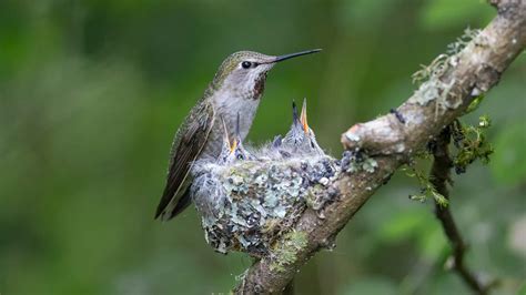 The Wonder of Baby Hummingbirds: Answers to 7 Frequently Asked Questions