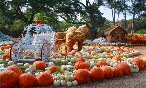 Stroll Through The Enchanting Pumpkin Garden At The Dallas Arboretum