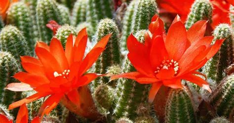 Flowering Cactus: How To Make Cactus Bloom [All Year Round]