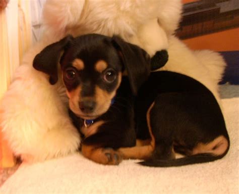 Chihuahua Dachshund Mix Black - Pets Lovers