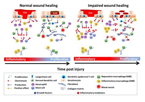 Schematic of normal and impaired wound healing. The inflammatory phase ...