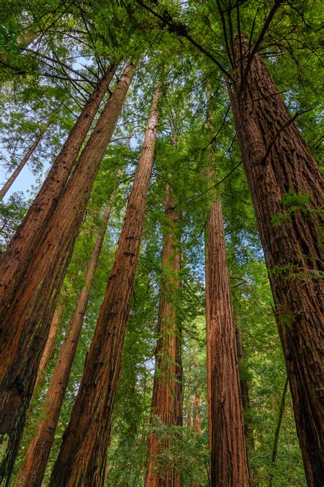 Muir Woods Looking Up Tall Redwood Trees Fine Art Print | Photos by ...