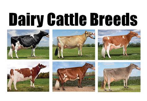 Breeds of Dairy Cattle | Dairy Moos