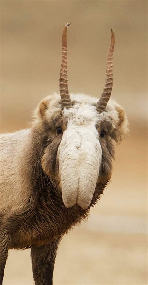 Incredible Saiga Antelope Facts