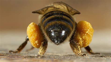 Honey bees fill ‘saddlebags' with pollen. Here's how they keep them ...