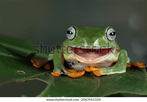 133,113 Wild Animal Frog Images, Stock Photos & Vectors | Shutterstock