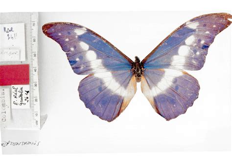 Morpho rhetenor helena (type specimens)